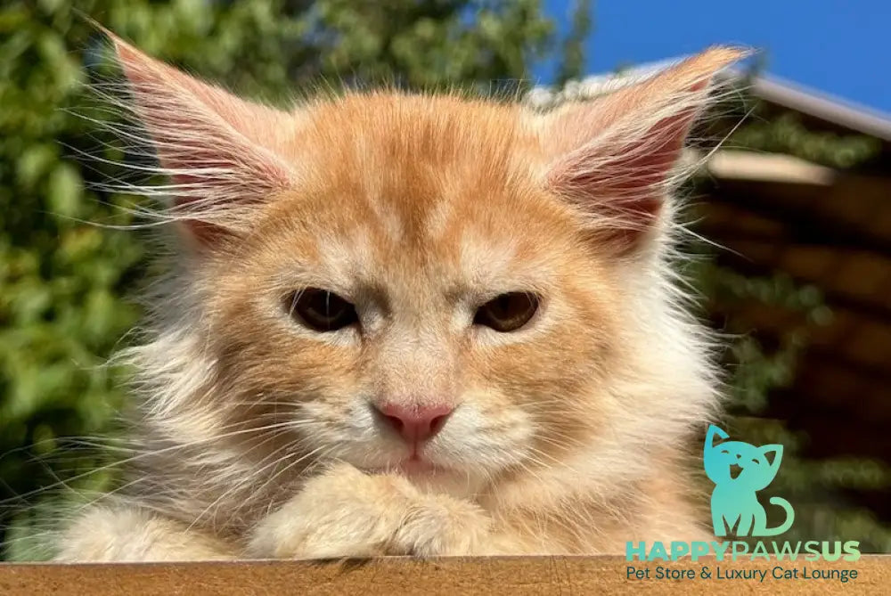 Leo Maine Coon male red silver spotted tabby live animals