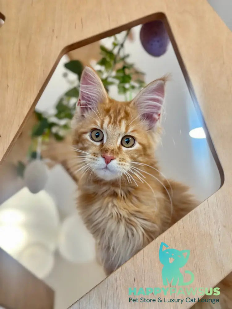 Leo Maine Coon male red tabby - live animals