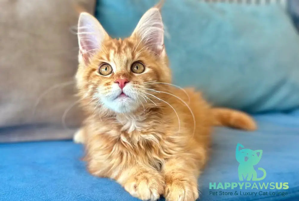 Leo Maine Coon male red tabby - live animals