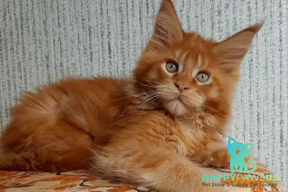 Leo Maine Coon male red ticked tabby live animals