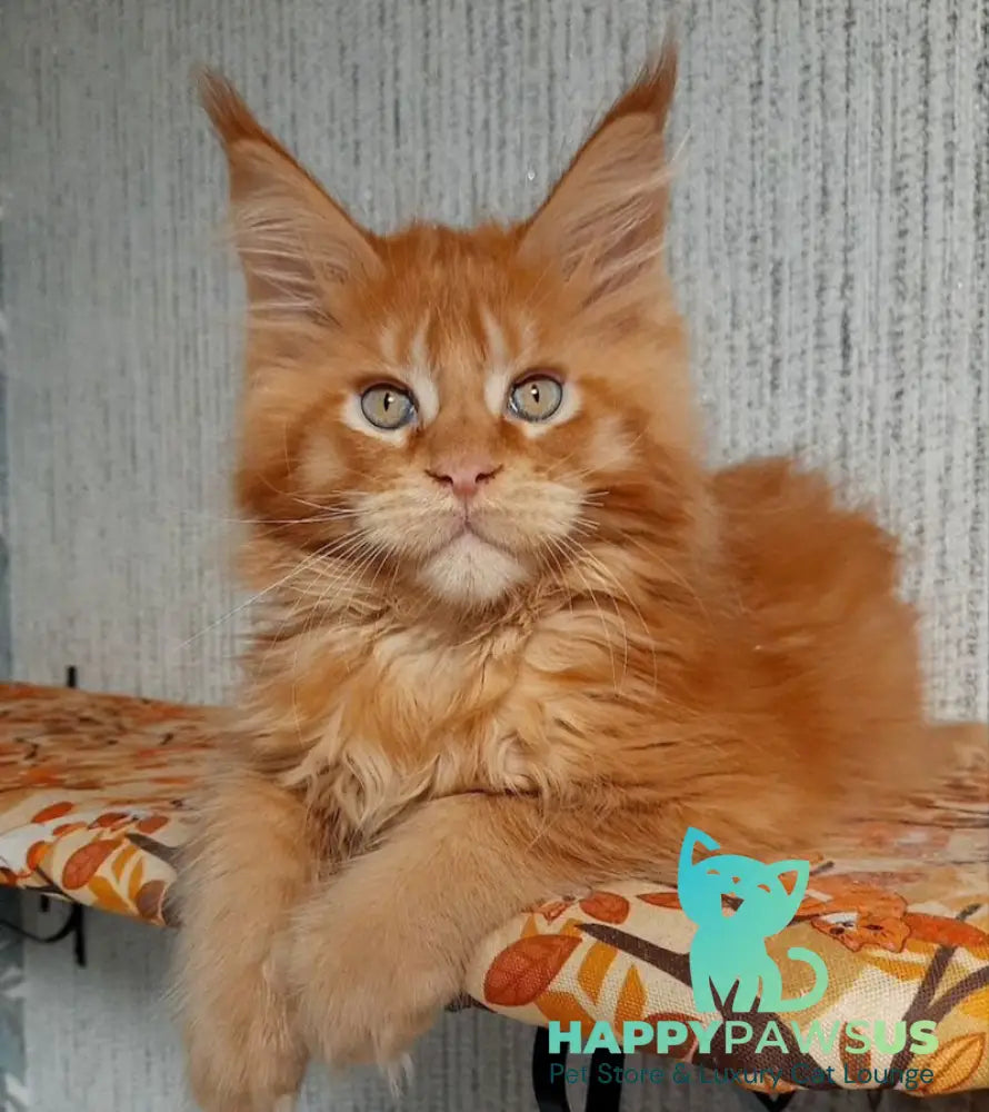 Leo Maine Coon male red ticked tabby live animals