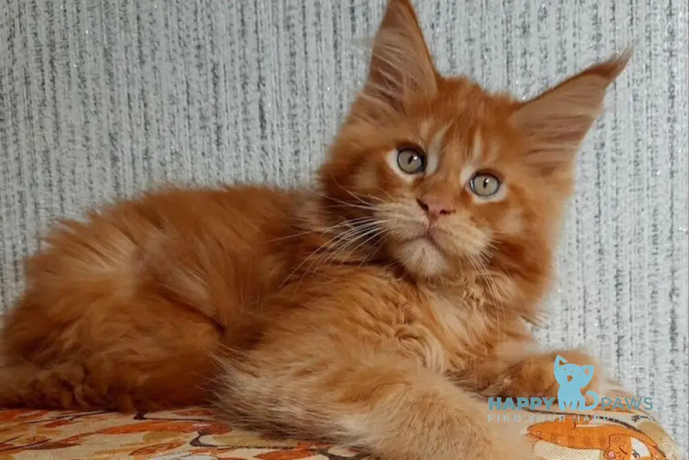 Leo Maine Coon male red ticked tabby live animals