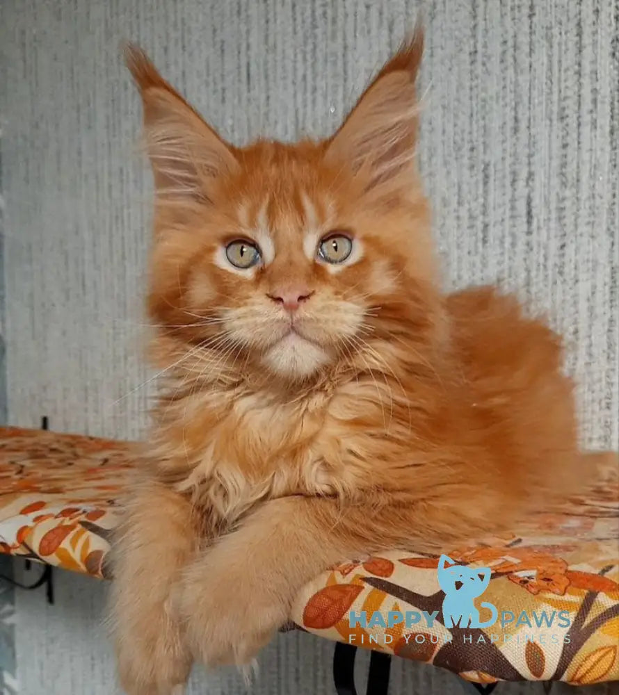 Leo Maine Coon male red ticked tabby live animals