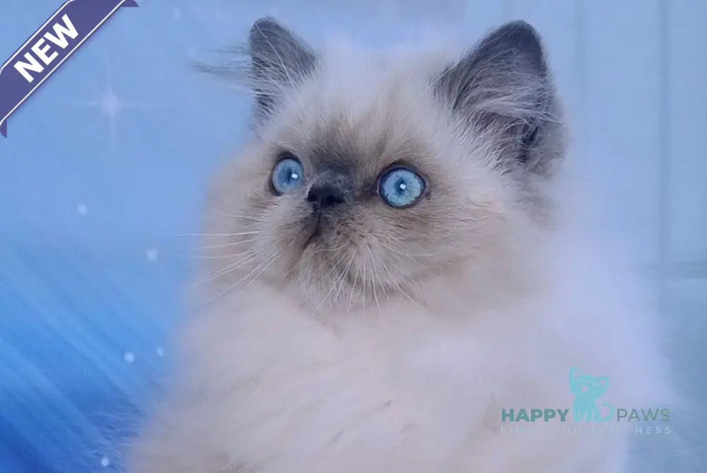 Leo Persian male blue pointed live animals