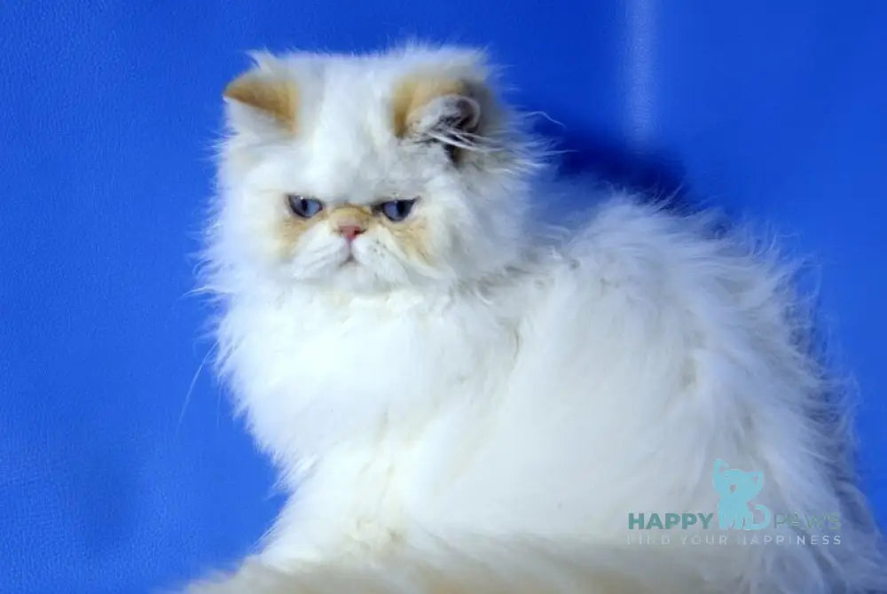 Leo Persian male red tabby pointed live animals