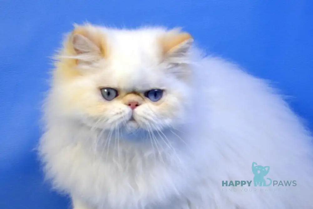 Leo Persian male red tabby pointed live animals