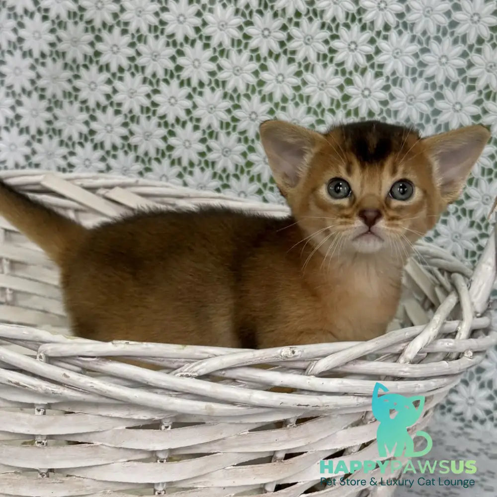 Leon Abyssinian male ruddy - live animals