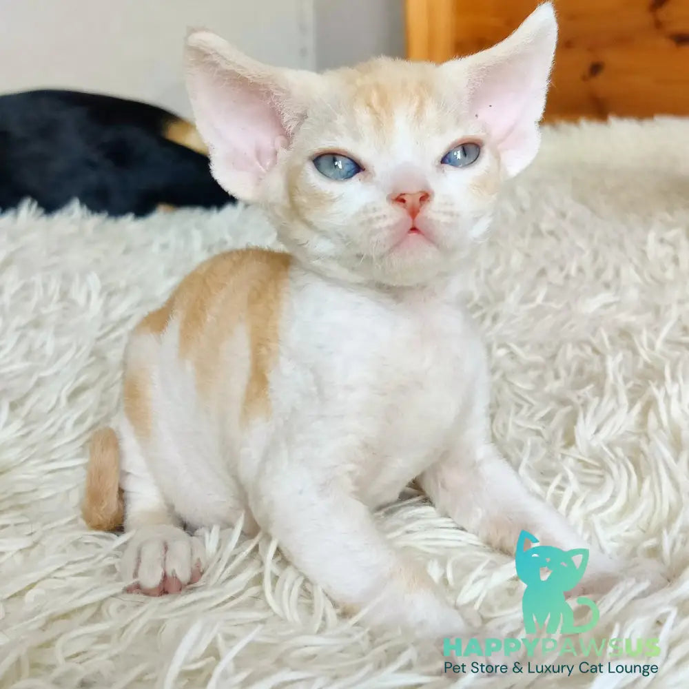 Leon Devon Rex male red bicolour - live animals
