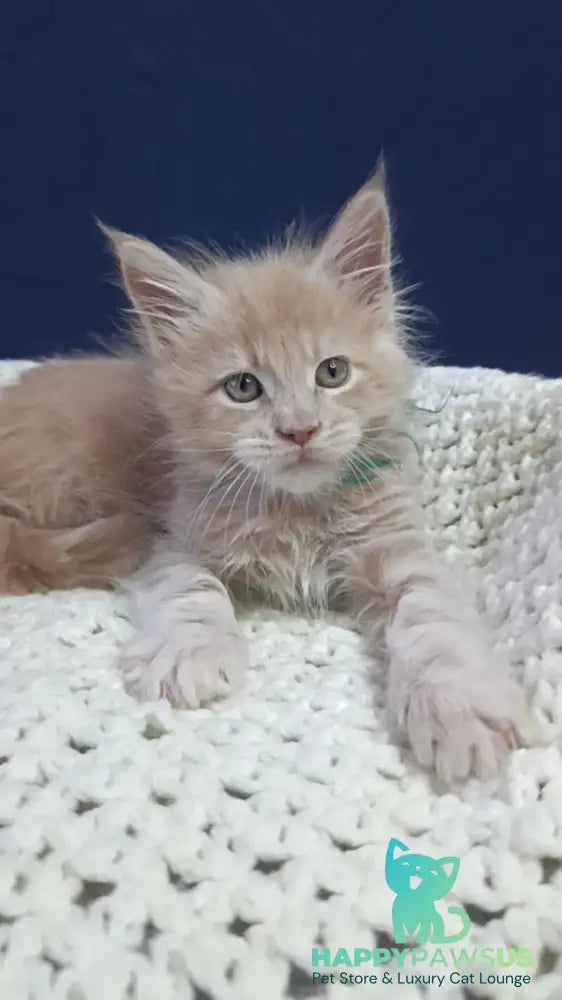 Leon Maine Coon male cream live animals
