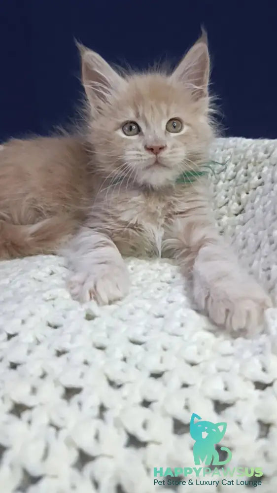 Leon Maine Coon male cream live animals