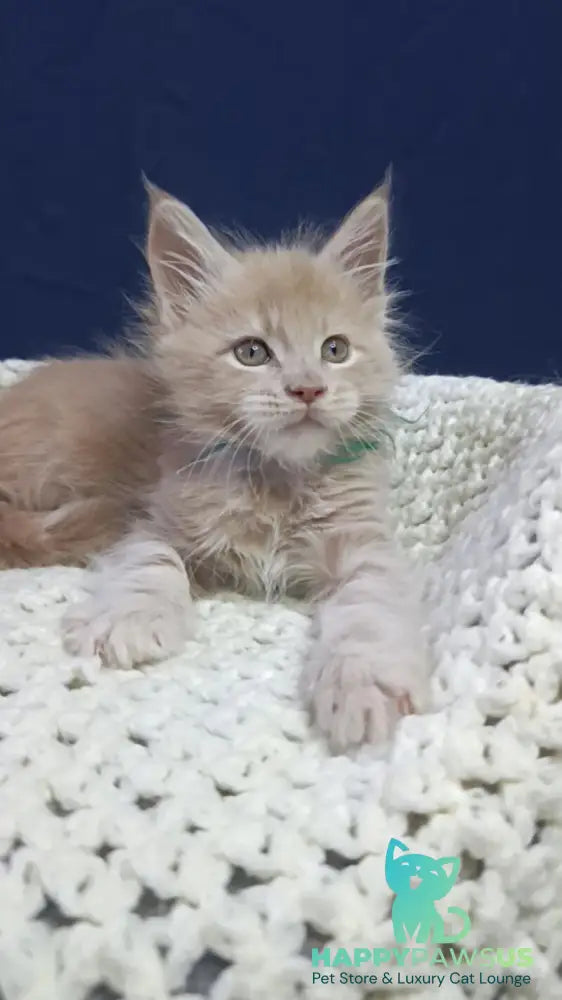 Leon Maine Coon male cream live animals