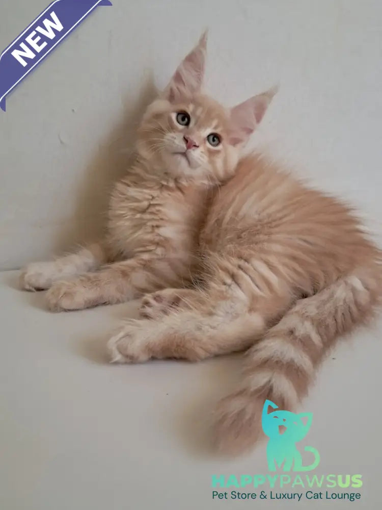 Leon Maine Coon male red silver spotted tabby - live animals