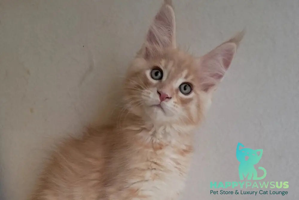Leon Maine Coon male red silver spotted tabby - live animals