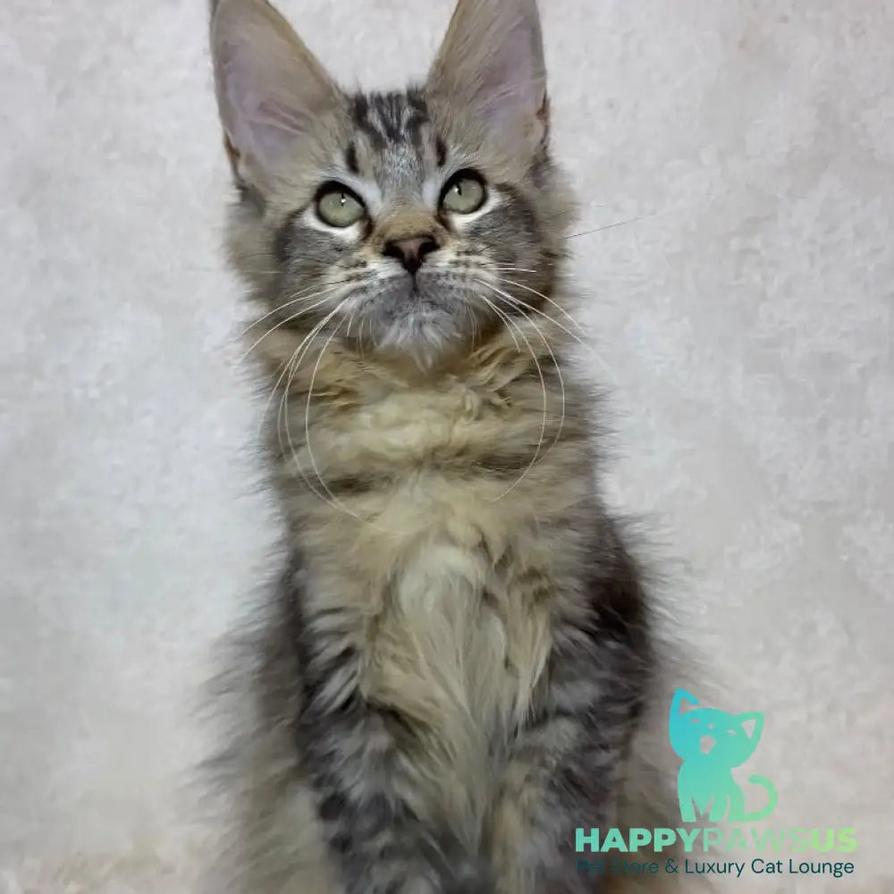 Leon Maine Coon polydactyl male black ticked tabby - live animals