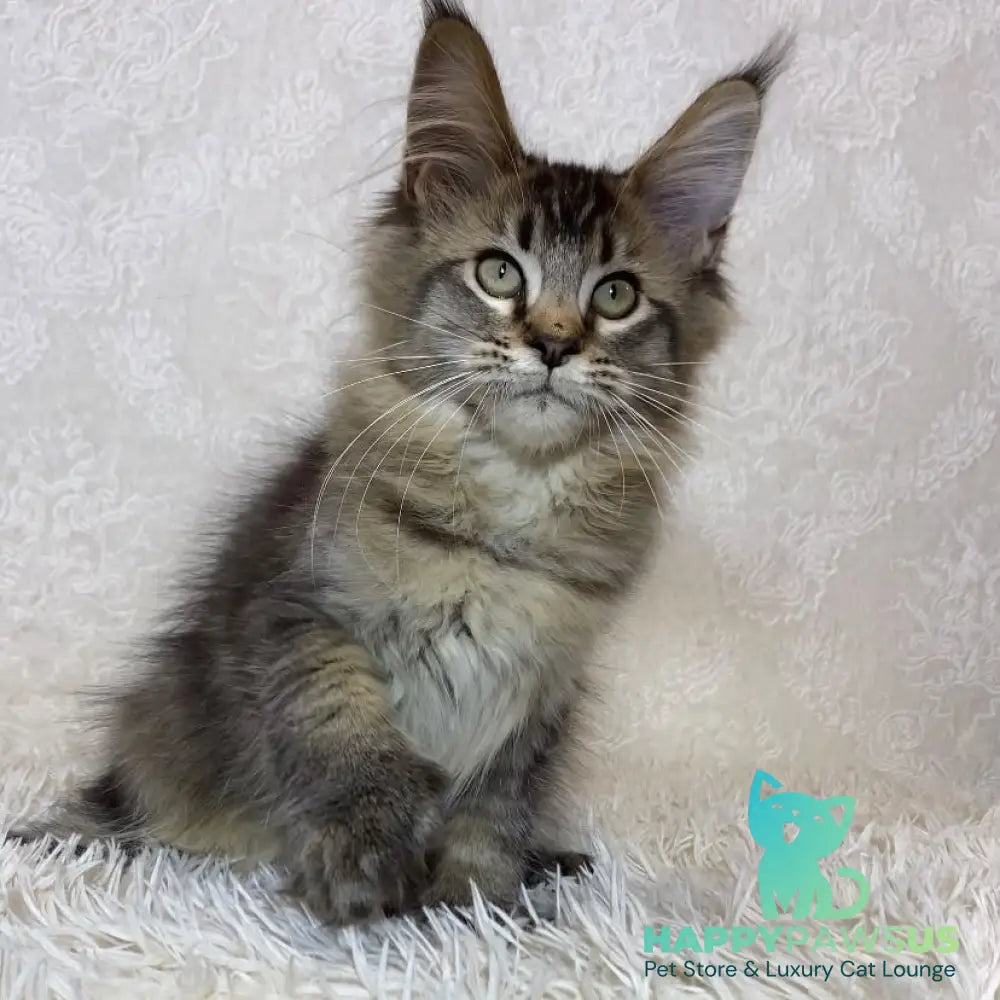 Leon Maine Coon polydactyl male black ticked tabby - live animals
