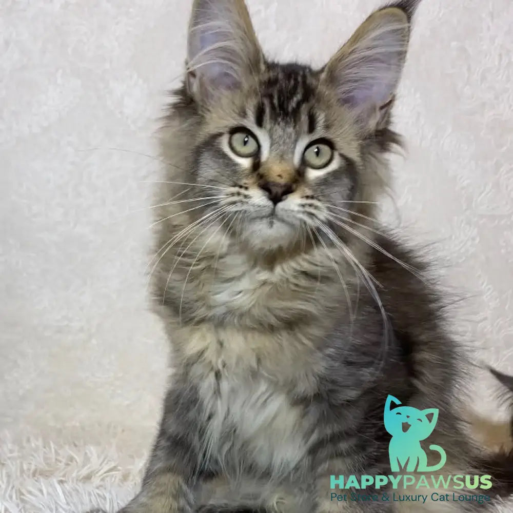 Leon Maine Coon polydactyl male black ticked tabby - live animals