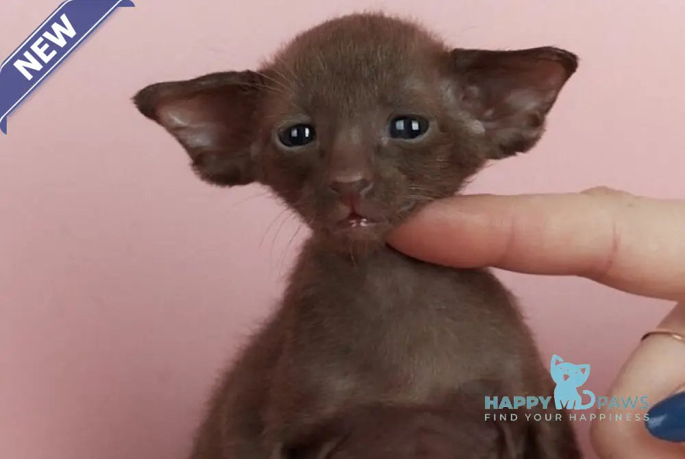 Leon Oriental Shorthair male chocolate live animals