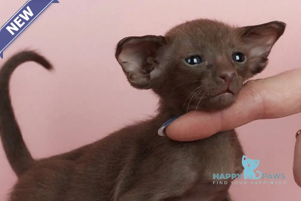 Leon Oriental Shorthair male chocolate live animals