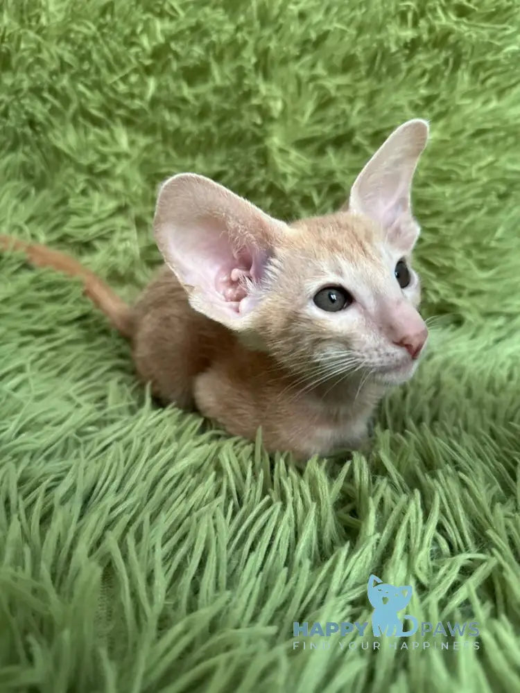 Leon Oriental Shorthair male cream - live animals