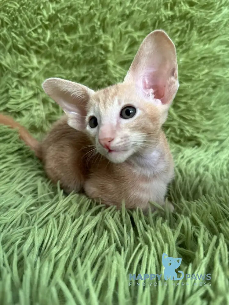 Leon Oriental Shorthair male cream - live animals