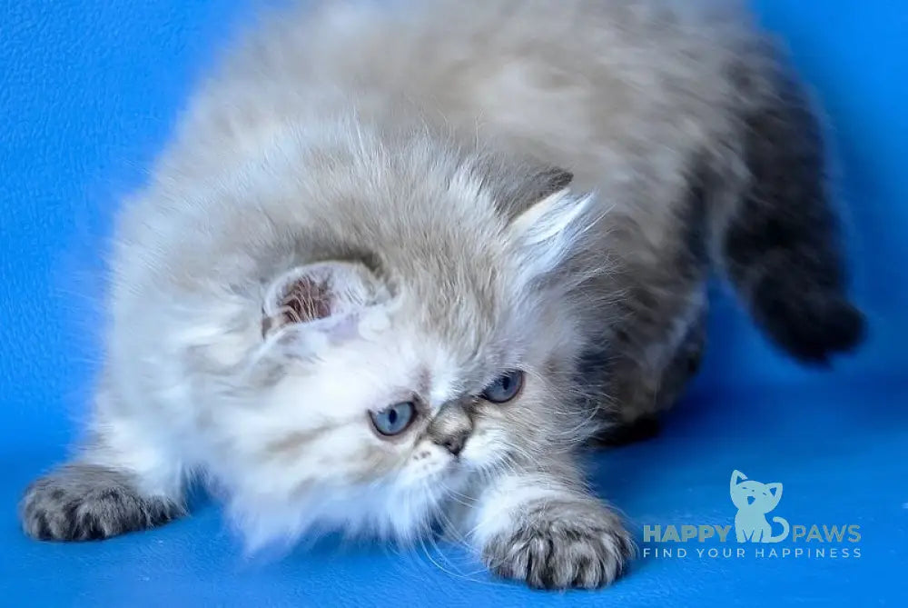 Leon Persian male blue lynx - live animals