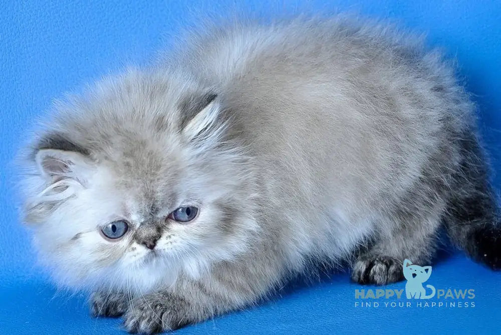 Leon Persian male blue lynx - live animals