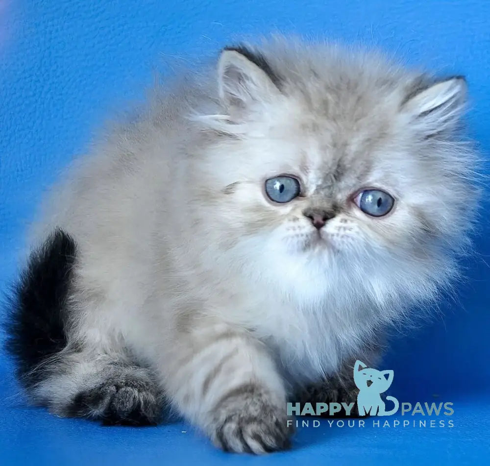 Leon Persian male blue lynx - live animals