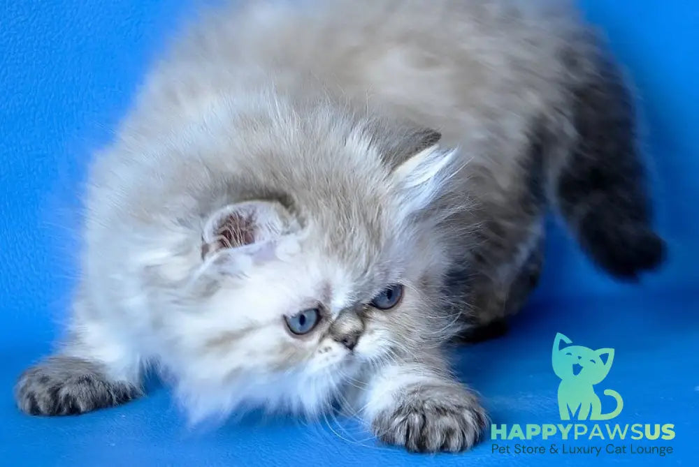 Leon Persian male blue lynx - live animals