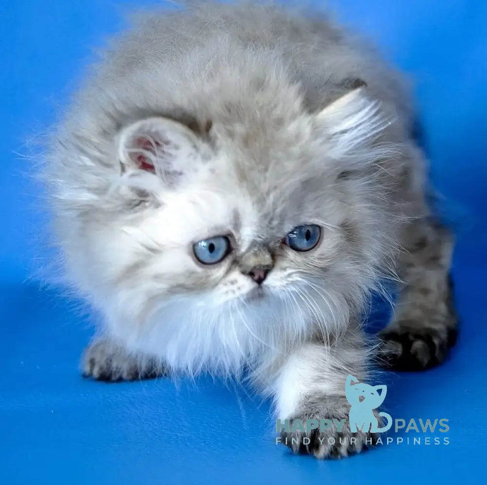 Leon Persian male blue lynx - live animals