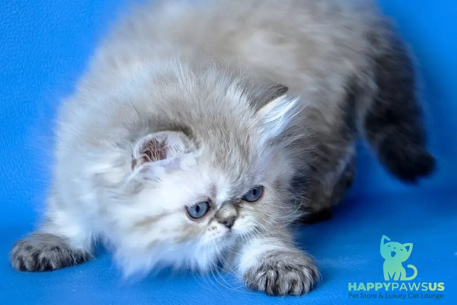 Leon Persian male blue lynx - live animals
