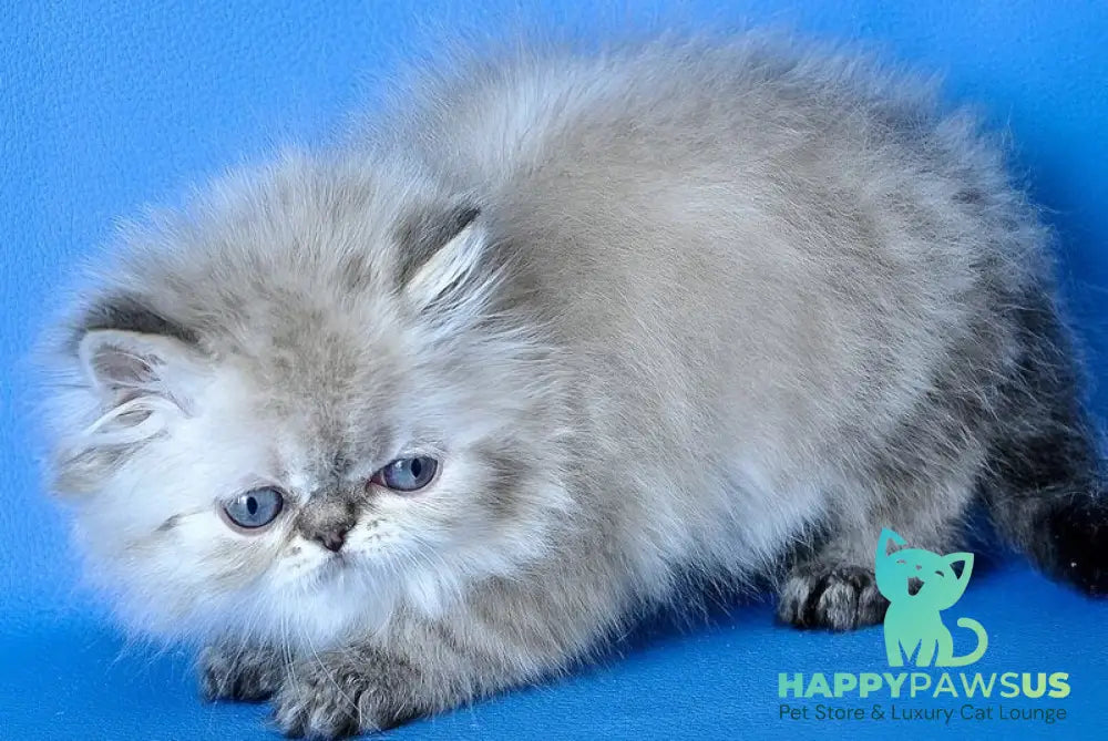 Leon Persian male blue lynx - live animals