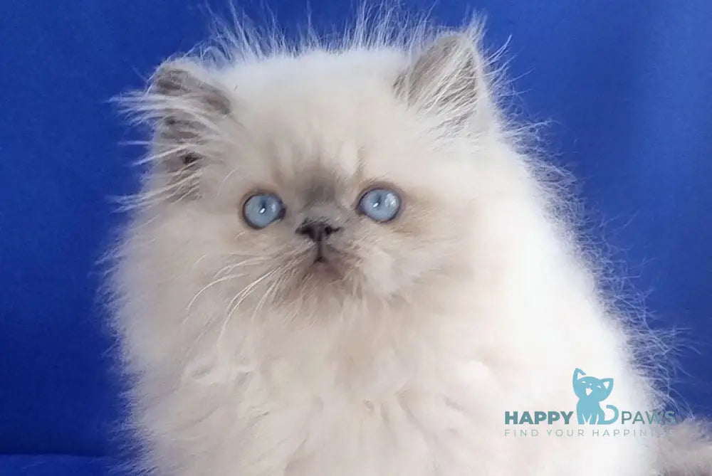 Leon Persian male blue pointed live animals