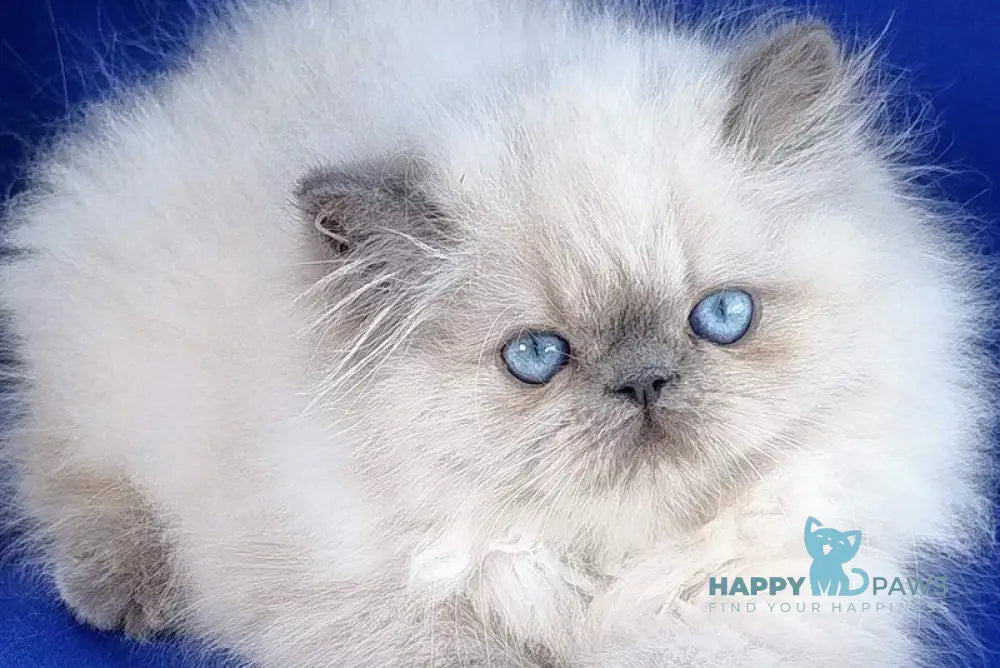 Leon Persian male blue pointed live animals