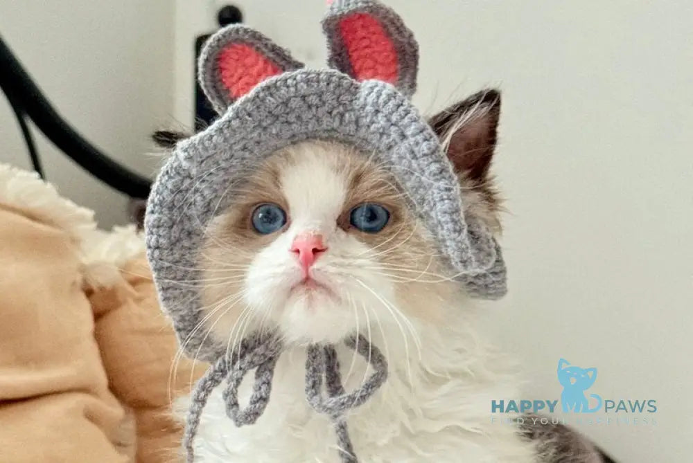 Leon Ragdoll male black bicolour live animals