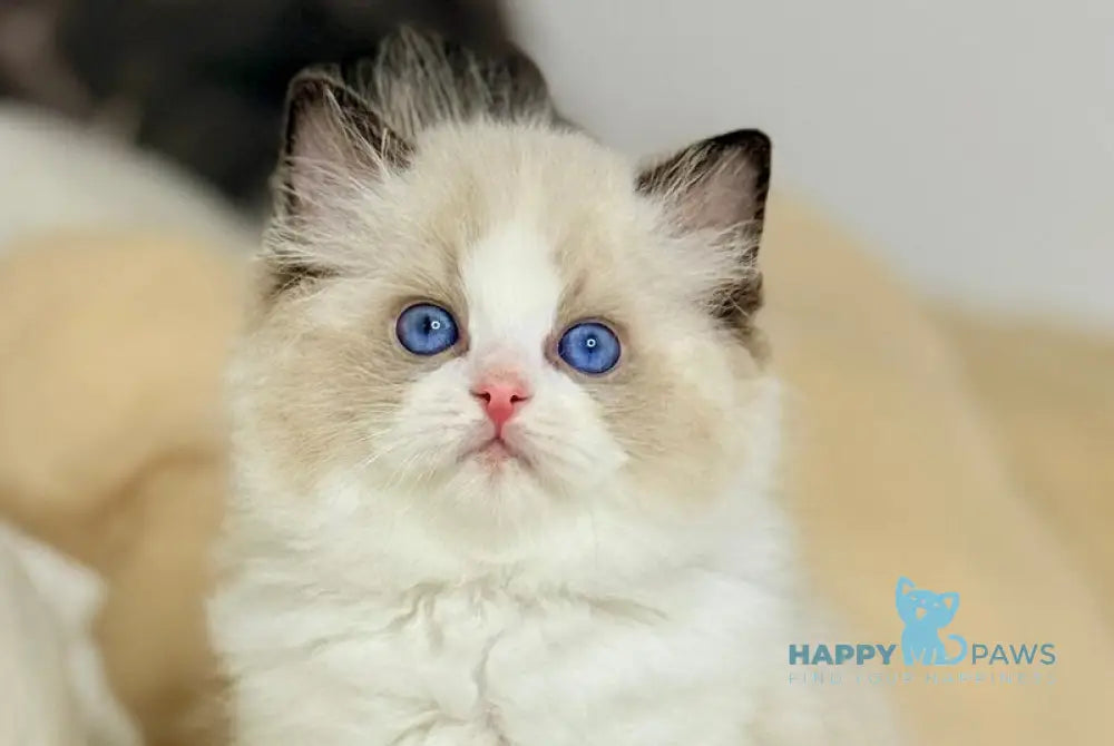 Leon Ragdoll male black bicolour live animals