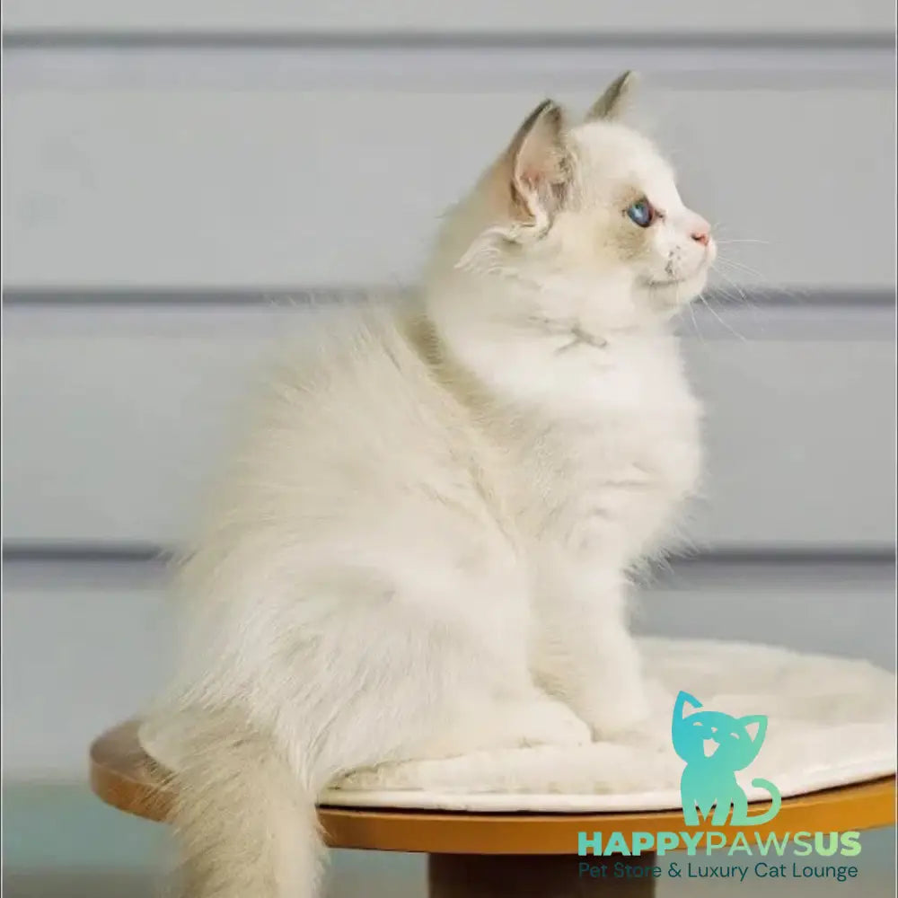 Leon Ragdoll male blue bicolour - live animals