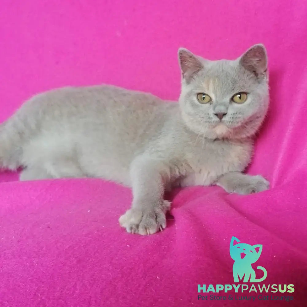 Leona British Shorthair female lilac tortie - live animals