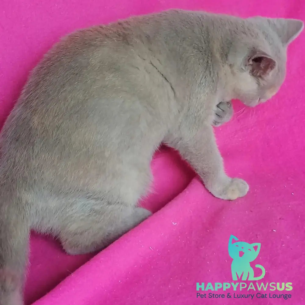 Leona British Shorthair female lilac tortie - live animals