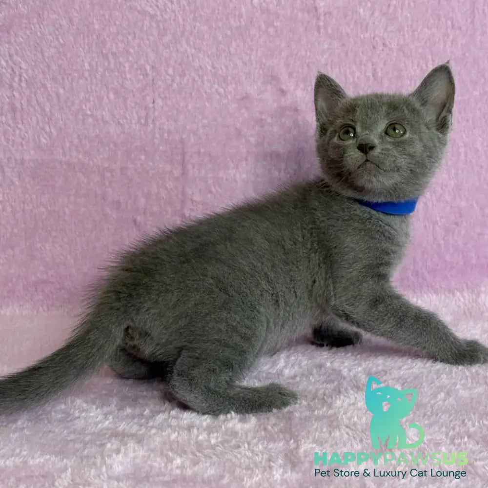 Leona Russian Blue female blue - live animals