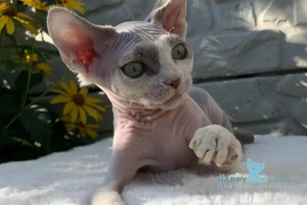 Leonardo Devon Rex male black bicolour live animals