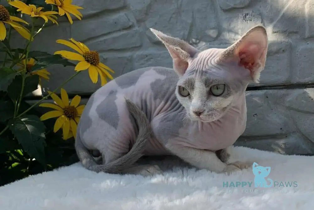 Leonardo Devon Rex male black bicolour live animals