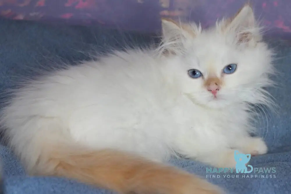 Leonardo Siberian male red tabby pointed live animals