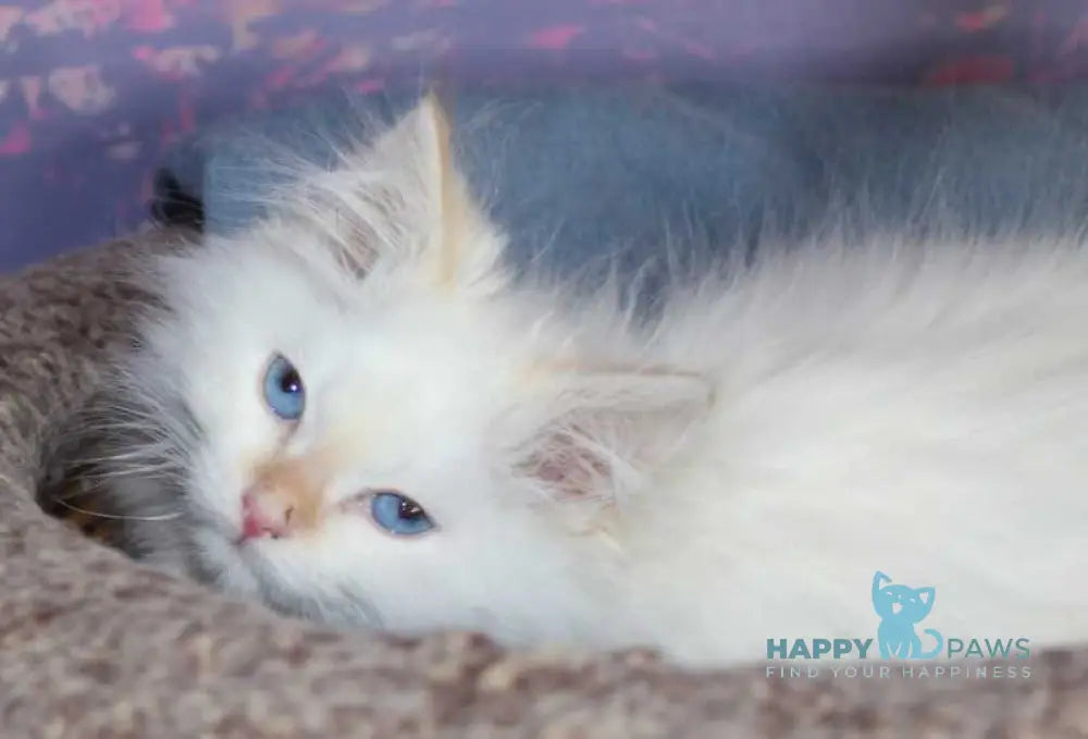 Leonardo Siberian male red tabby pointed live animals