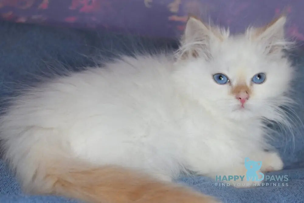 Leonardo Siberian male red tabby pointed live animals