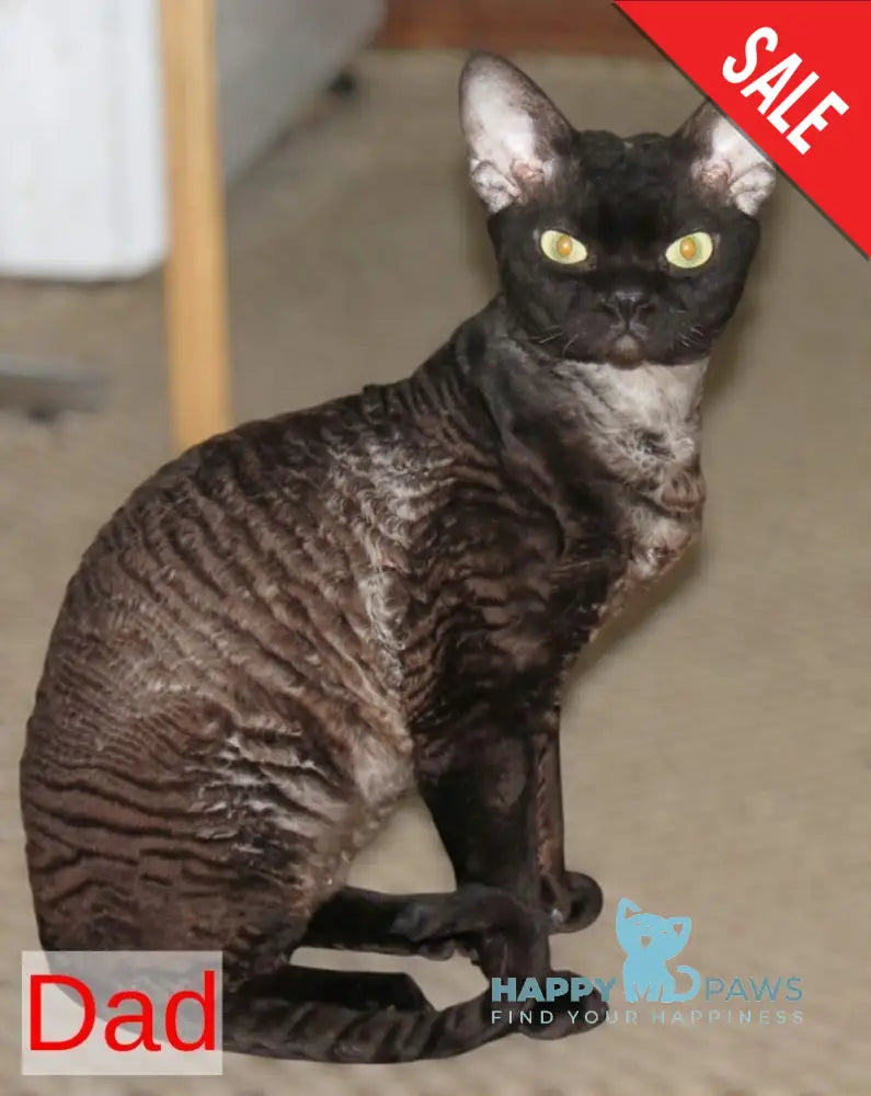 Leonel Devon Rex male chocolate live animals