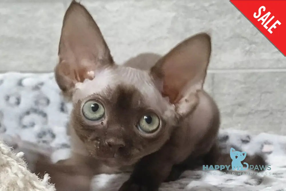 Leonel Devon Rex male chocolate live animals