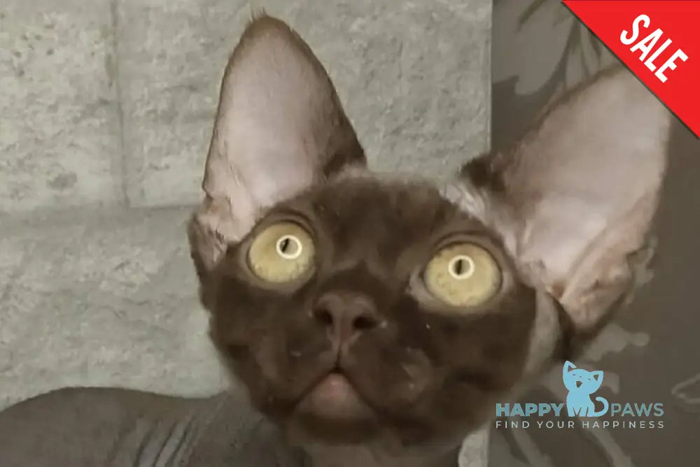 Leonel Devon Rex male chocolate live animals