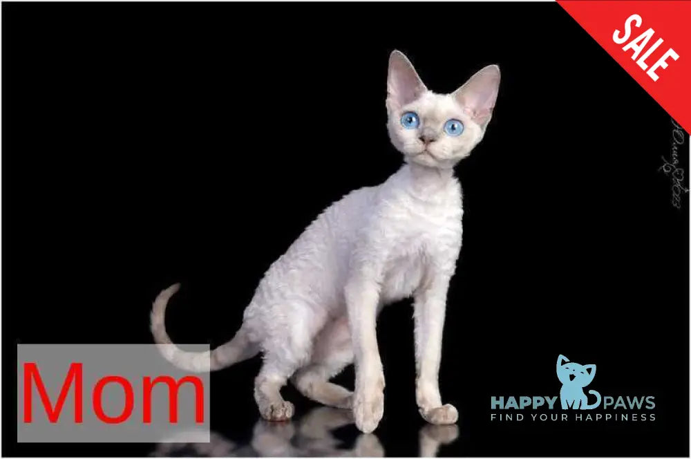 Leonel Devon Rex male chocolate live animals