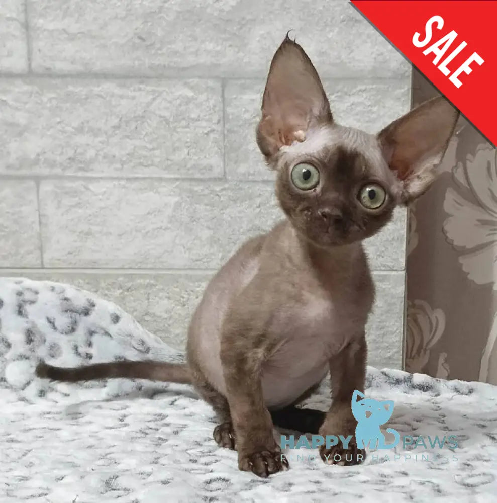 Leonel Devon Rex male chocolate live animals