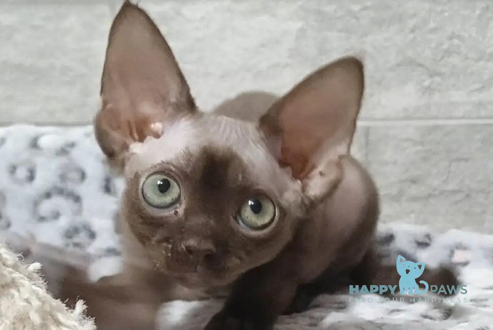Leonel Devon Rex male chocolate live animals
